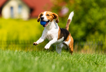 Annual Collaborative Adoption